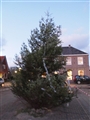 Grote kerstboom op dorpsplein in Dirkshorn